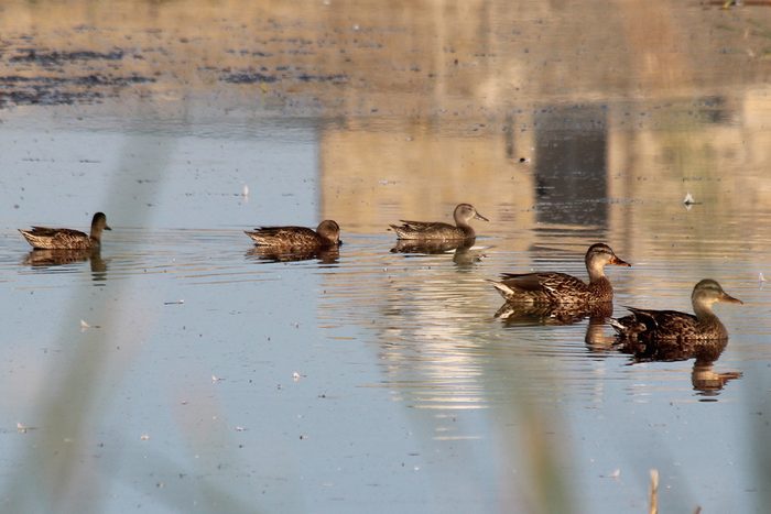 Bird watching area - Oak Hammock Marsh mallard ducks