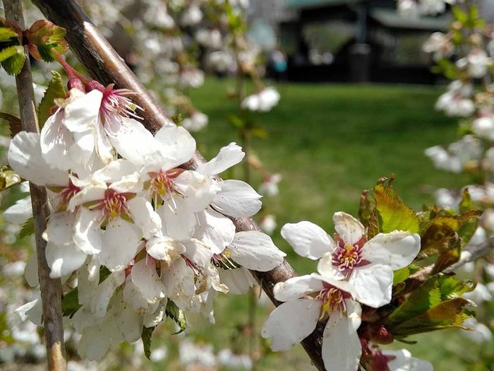 Cherry blossoms in Dartmouth, Nova Scotia