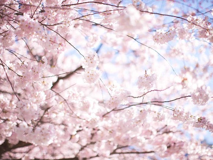 Cherry blossoms in full bloom in Vancouver