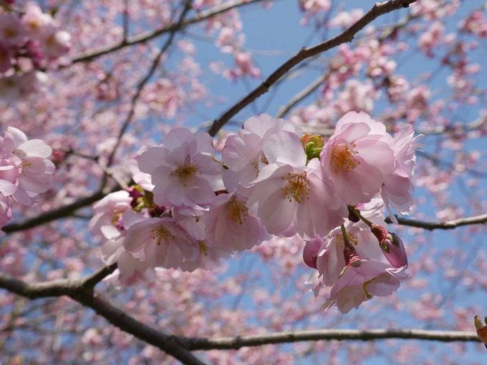 Cherry blossoms in Hamilton, Ontario