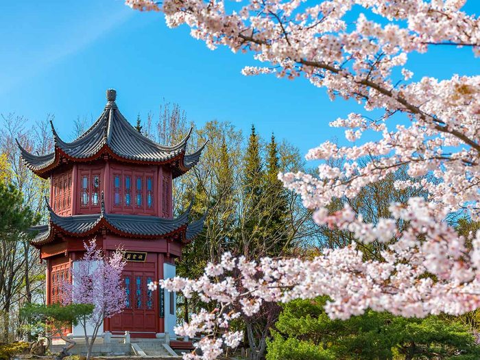 A pagoda surrounded by cherry blossom flowers within the botanical garden