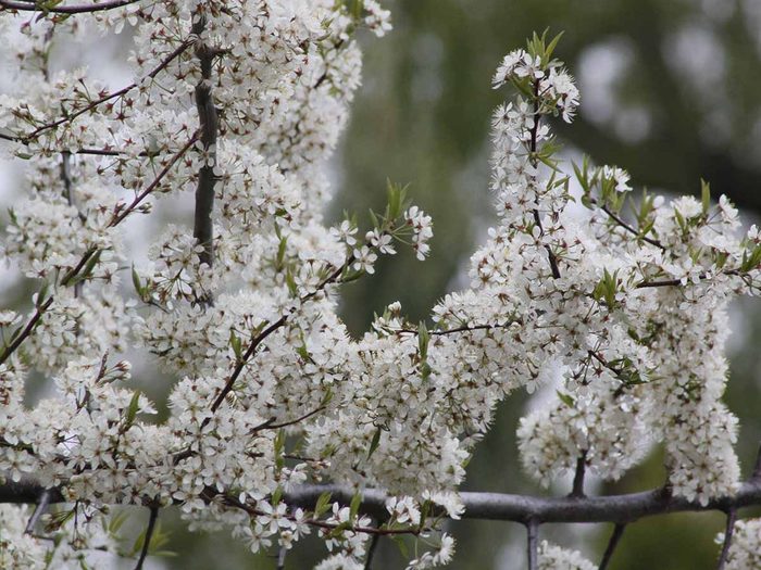 White cherry blossoms in Ottawa