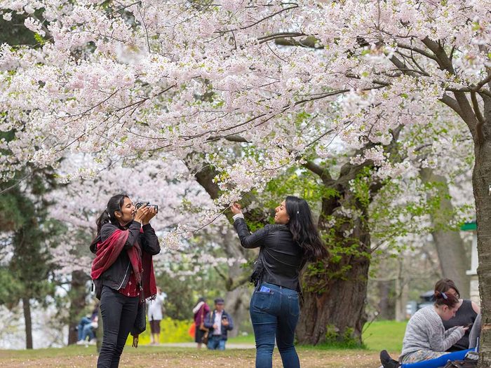 People enjoying the views of white and pink full bloom cherry blossom and taking photos at High Park