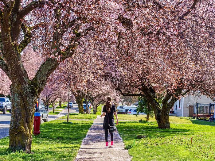 Girl walking under large pink blossoms of cherry trees in spring - Victoria, Vancouver island, British Columbia, Canada