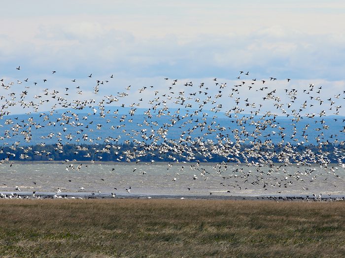 Snow geese migration - Carp Tourmente bird watching area