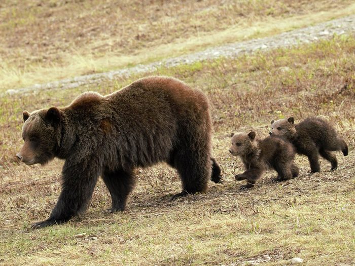 Things to do in Jasper - Bear cubs following mother