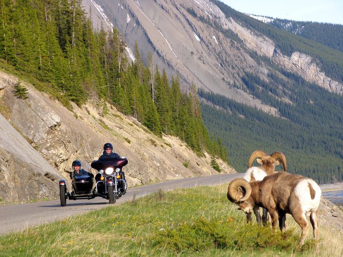 Things to do in Jasper - Jasper Motorcycle Tours Sheep