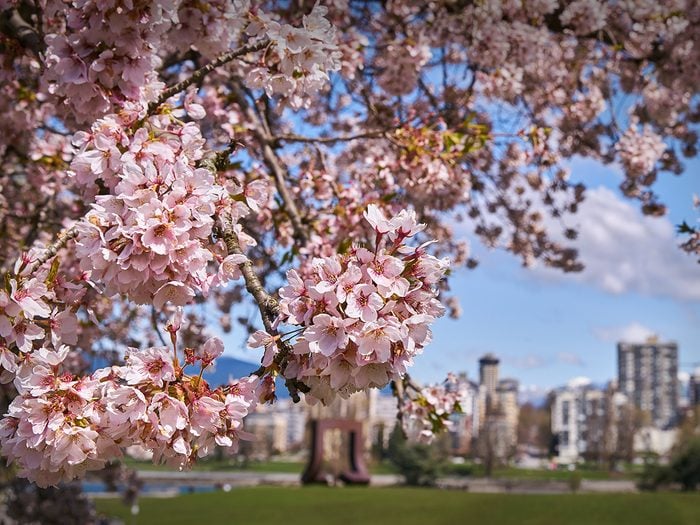 Cherry blossom Canada - Vancouver cherry blossoms