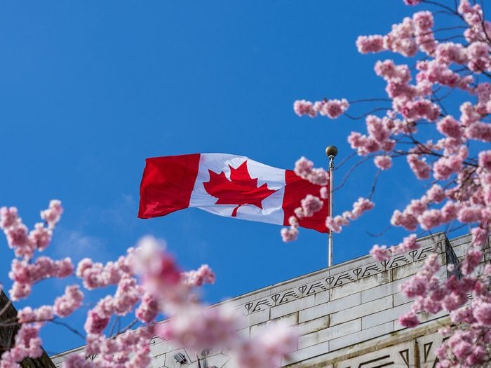 Cherry blossom Canada