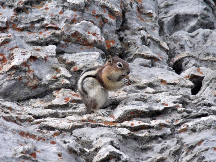 Pictures of chipmunks - sulphur mountain