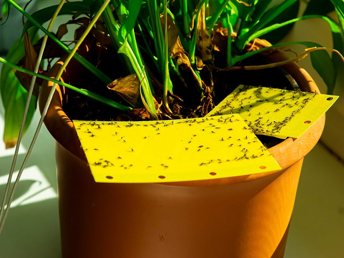 how to get rid of fungus gnats in houseplants | reader's digest canada