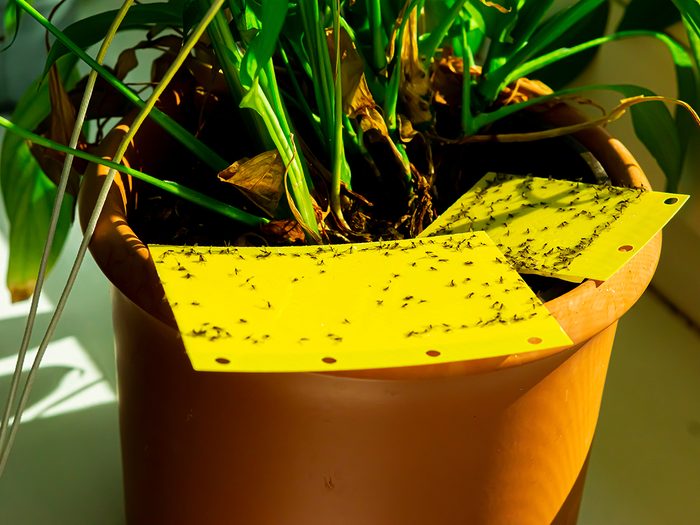 How to get rid of fungus gnats - sticky traps
