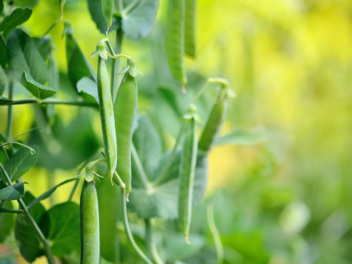 Green peas in garden