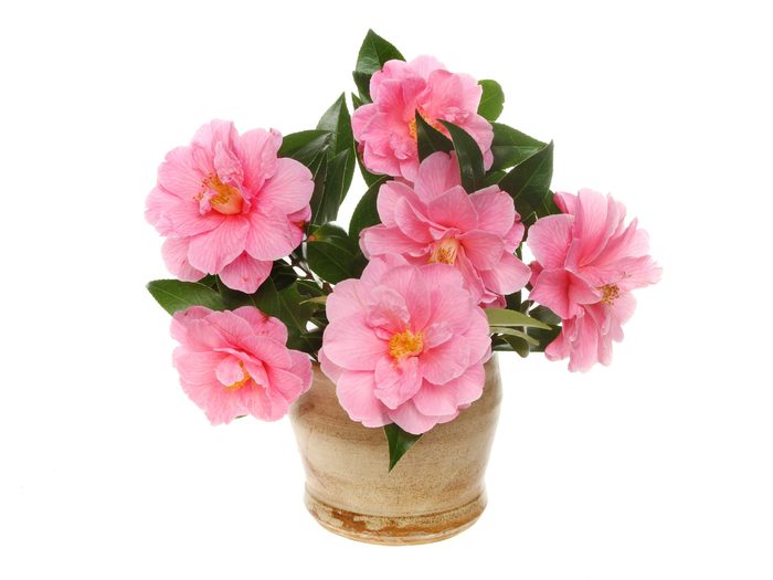 Mother's Day flower - potted camellia