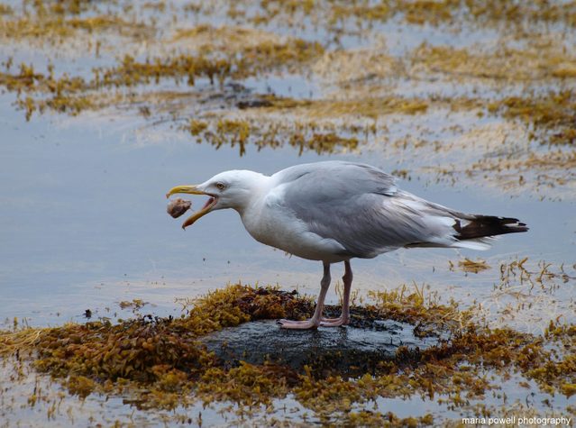 Pictures Of Nova Scotia - Seagull