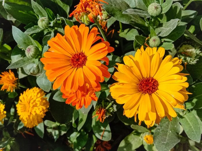 Plants that attract butterflies - calendula pot marigold