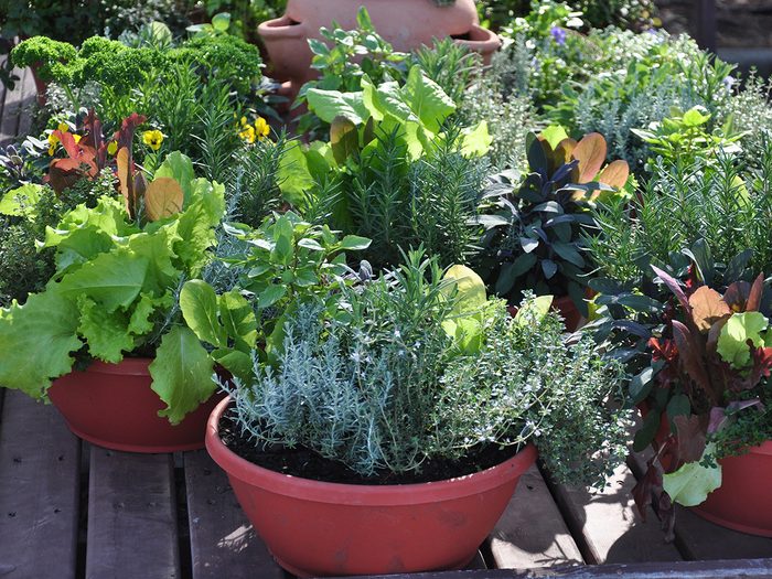 Inicio de un jardín: jardinería en macetas