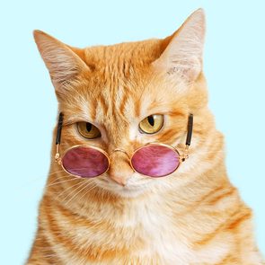 What do cats think of humans - cat in sunglasses