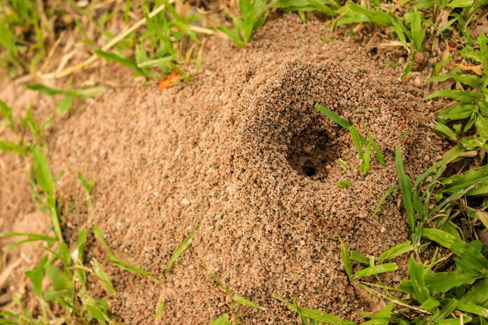 Ants Hill With Spherical Cone Consists Of Soil And Sand Digging From The Ground