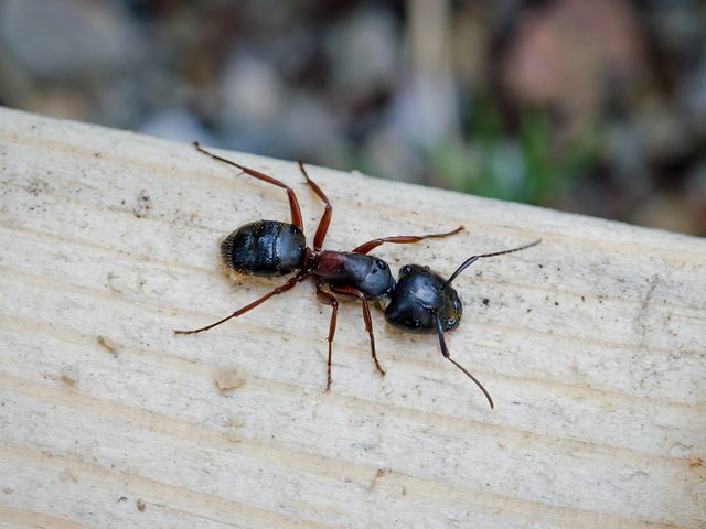 Carpenter ant close-up