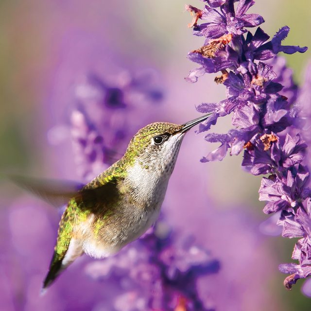 Garden pictures - Ruby-throated hummingbird