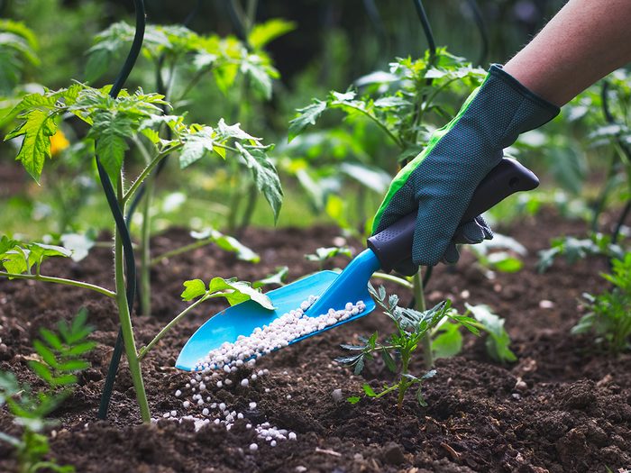 Consejos de jardinería - plantas fertilizantes