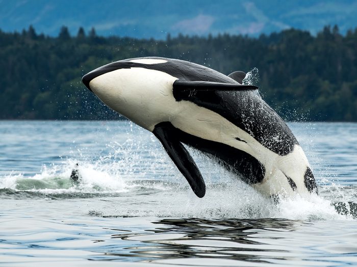 Good News Canada Killerwhale April 2022