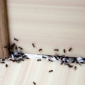 How to get rid of ants - ants crawling under door