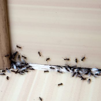 How to get rid of ants - ants crawling under door