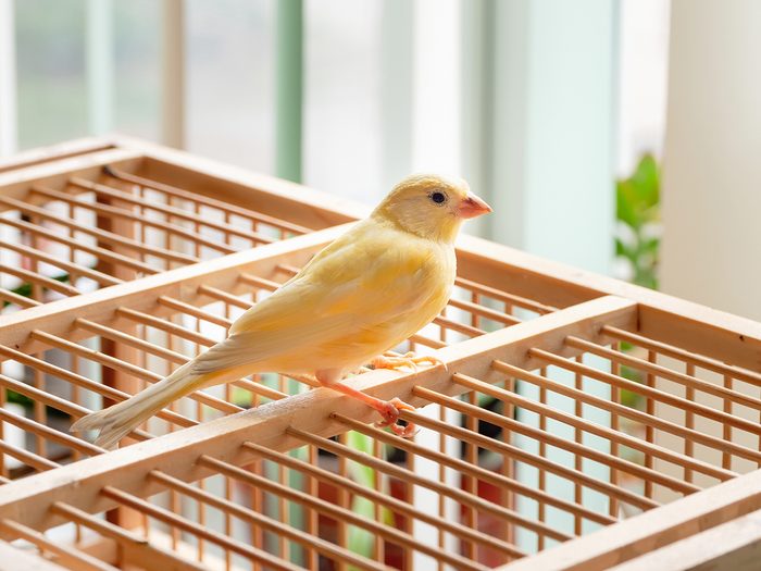 How to prevent food poisoning - bird sitting on cage