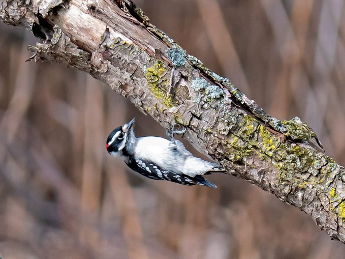 Iles De Boucherville - Downy Woodpecker