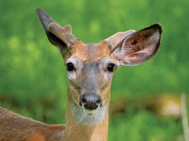 Iles De Boucherville - Male Deer