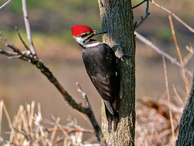 Iles De Boucherville National Park - Pileated Woodpecker