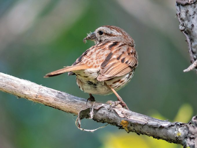 Iles De Boucherville - Song Sparrow