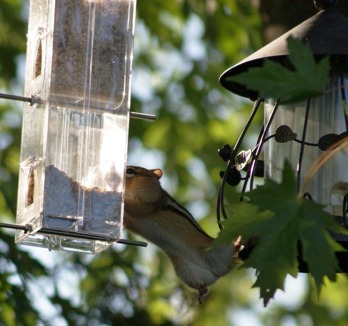 Pictures of chipmunks - birdfeeder
