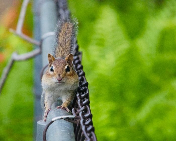 Pictures Of Chipmunks - Fence