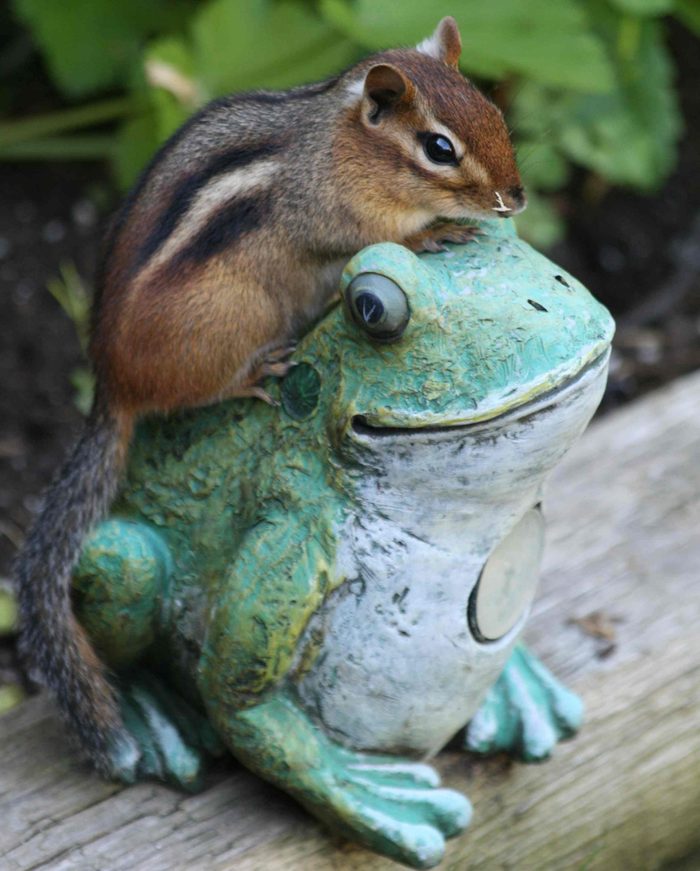 Pictures Of Chipmunks - Friend