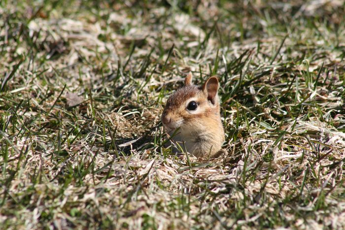 Pictures Of Chipmunks - Ground