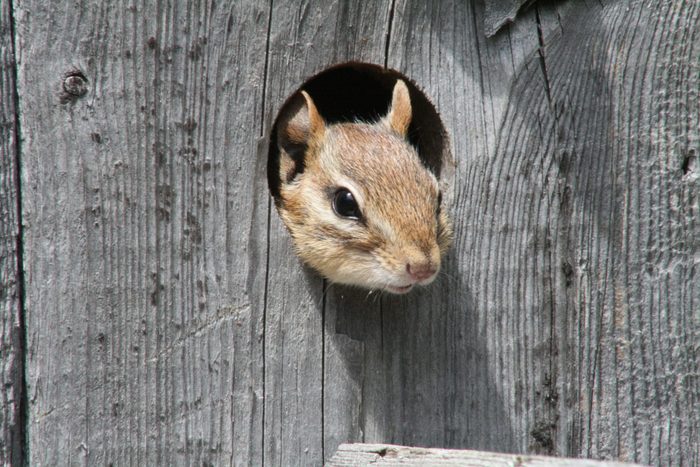 Pictures Of Chipmunks - Hole