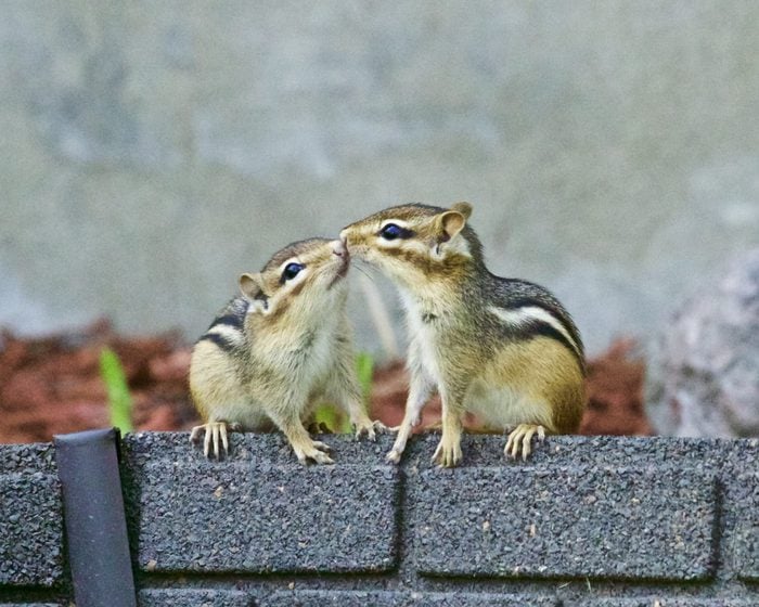 Pictures Of Chipmunks - Kiss2
