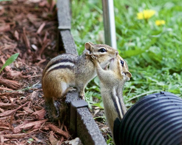Pictures Of Chipmunks - Kissing