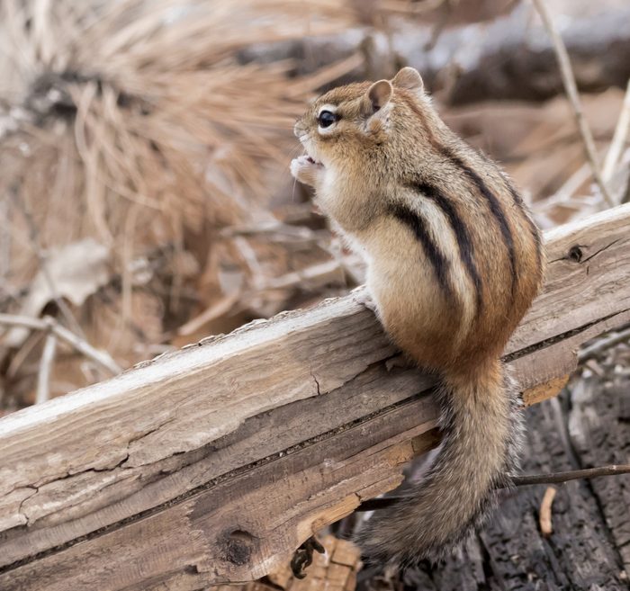 Pictures Of Chipmunks - Marsh