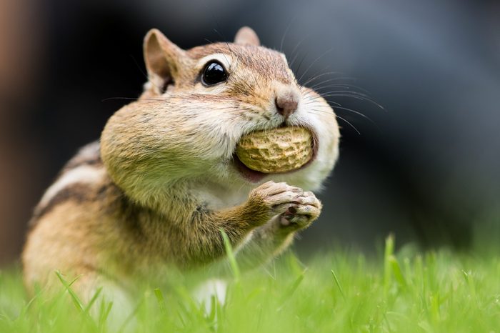 Pictures Of Chipmunks - Peanut