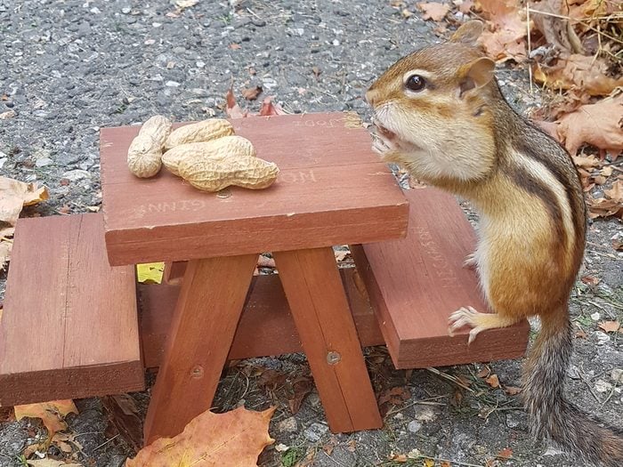 Pictures Of Chipmunks - Picnic