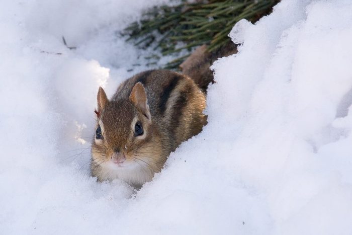 Pictures Of Chipmunks - Snow