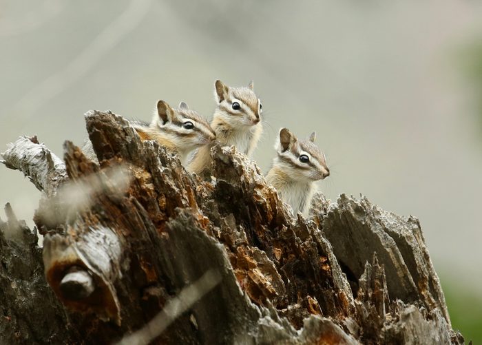 Pictures Of Chipmunks - Three