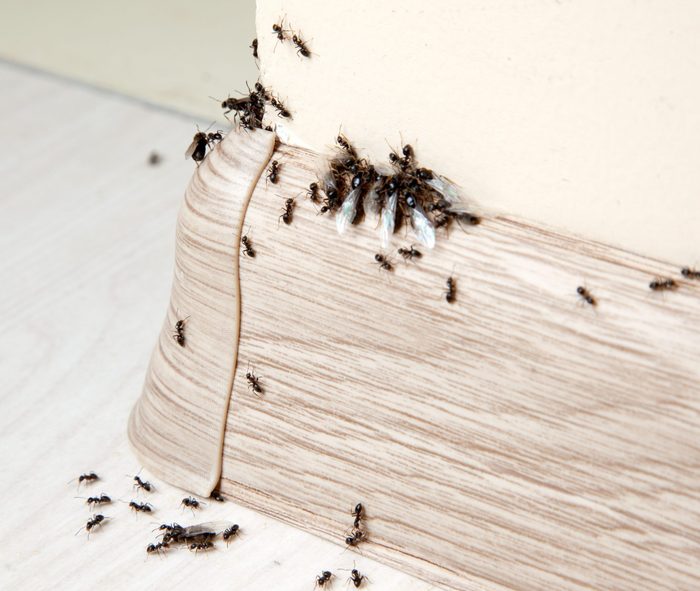 Insects Ants In The House On The Baseboards And Wall Angle