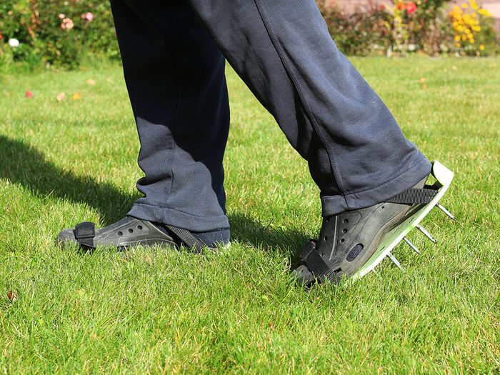 Aerating lawn with spiked shoes