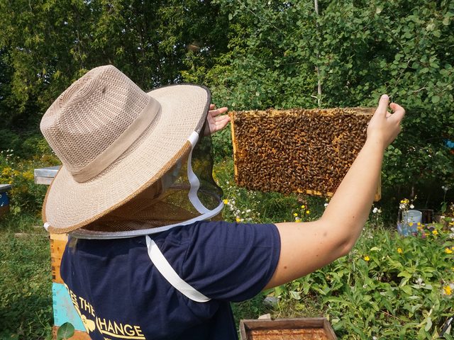 Honey farm - Beekeeper Examining Beehive Tray, Bees Gees