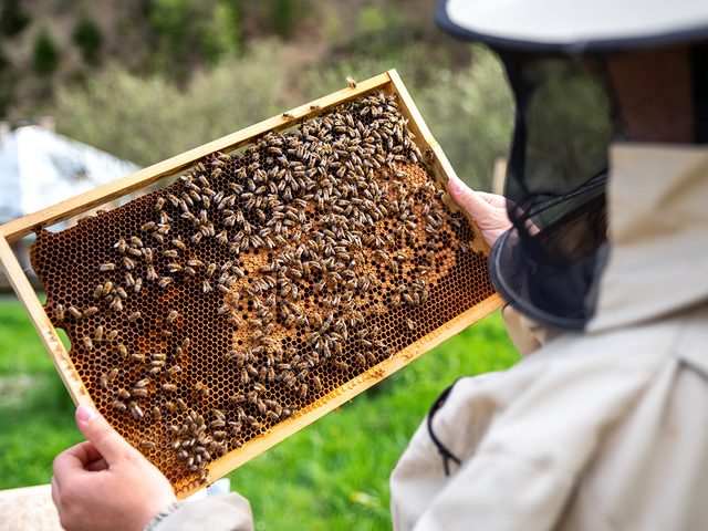 Beekeeper pulling out honeycomb